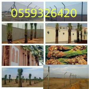 تركيب شبوك وتوريد نخيل 0559326420