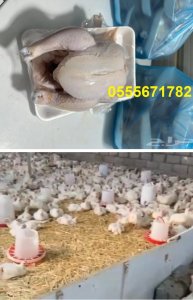 دجاج لاحم طازج بالسعودية