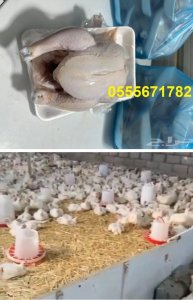 دجاج لاحم لذيذ فى السعودية